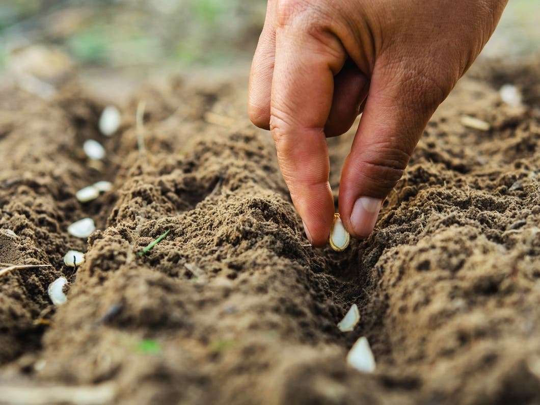 Princeton District Will Plant 85 Trees At Schools With Help From State ...