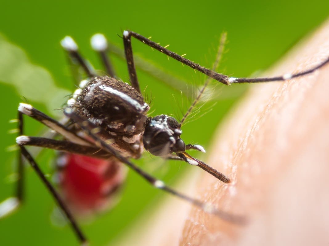 Mosquito Spraying Scheduled In East Brunswick, Milltown Wednesday