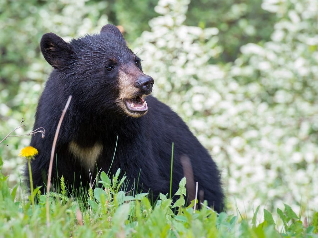 Bears Spotted In South Brunswick As Seasonal Sightings Increase