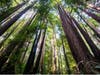 The fire charred more than 174,000 acres of land in portions of the Sequoia National Forest, Giant Sequia National Monument, Sequoia Naitonal Park and beyond, according to the United States Forest Service.