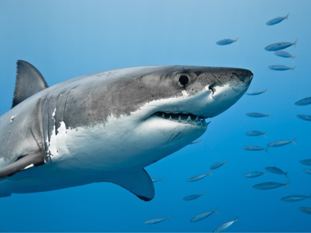 Sharkapalooza Festival To Celebrate Art, Marine Life At Clearwater Park