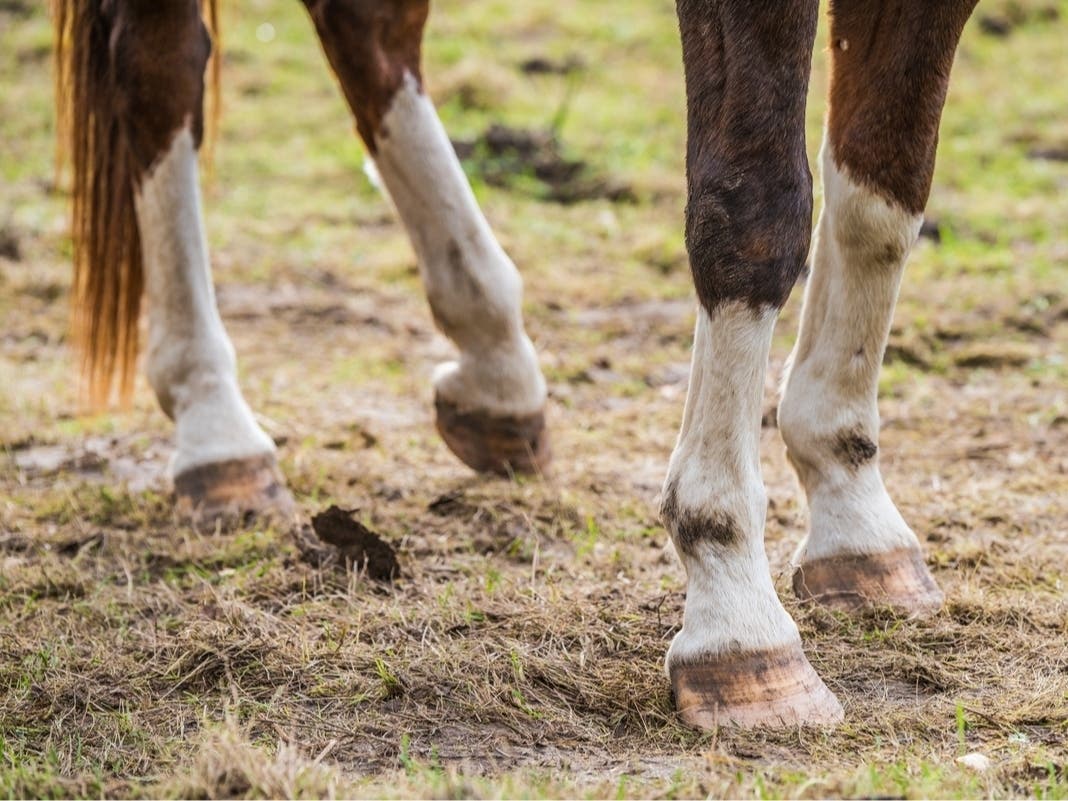 Florida Woman Charged With Animal Cruelty at Therapy Ranch
