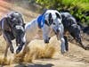 Greyhounds Racing Against Each Other 