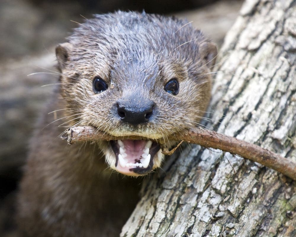 California River Otter Critically Injured in Hit-and-Run, Wildlife Center Seeks Donations