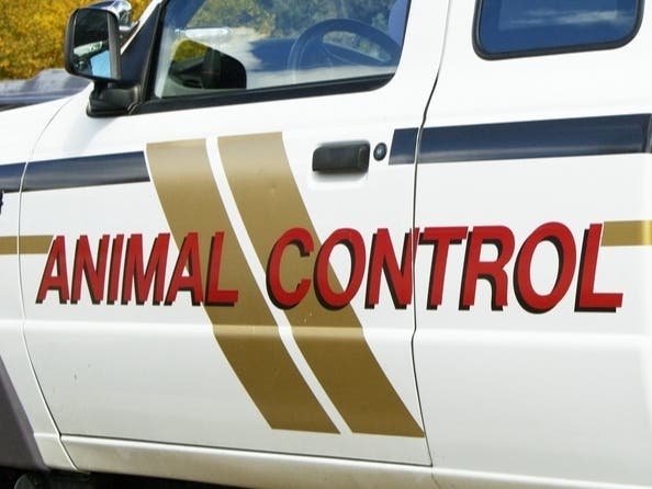 Small Dog Faces Amputation After Attack By Pet Guarding Dead Owner