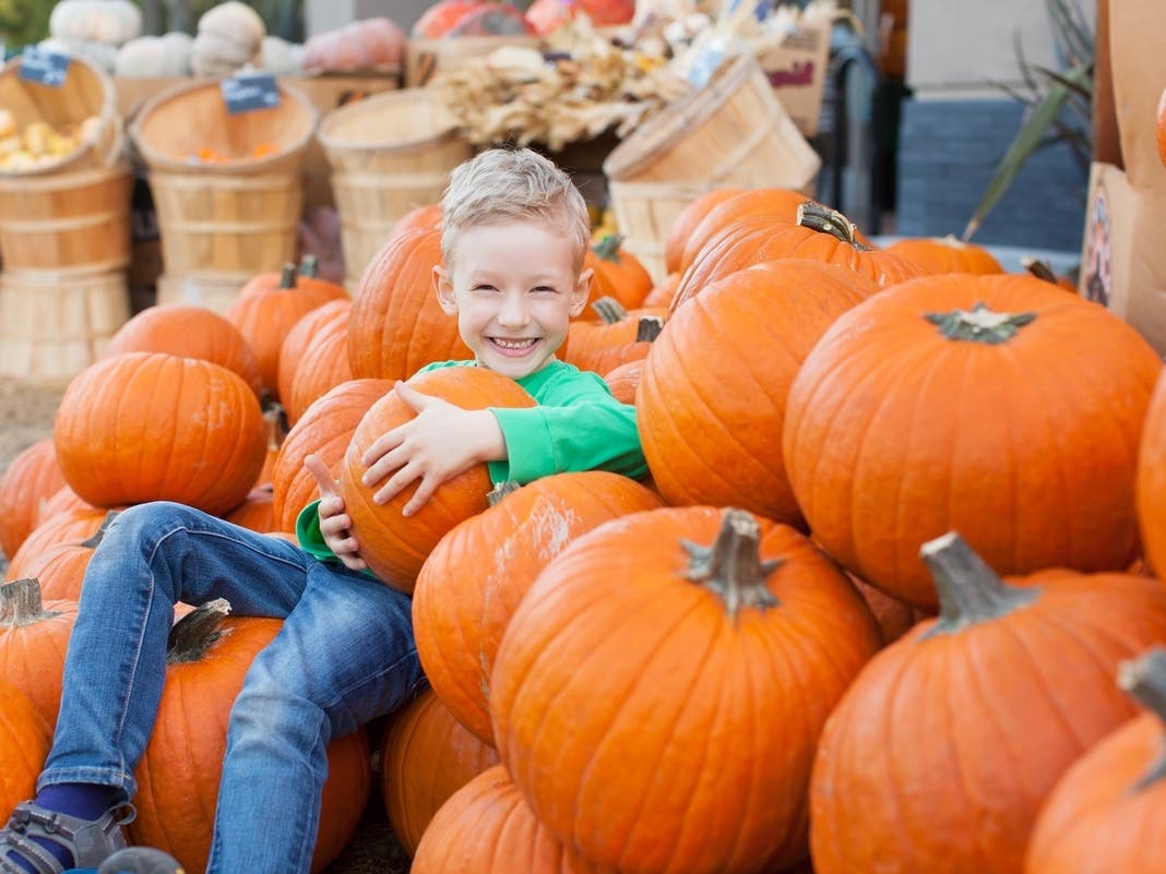 Pumpkin Patches, Corn Mazes Near Chicago: Fall 2026 Guide