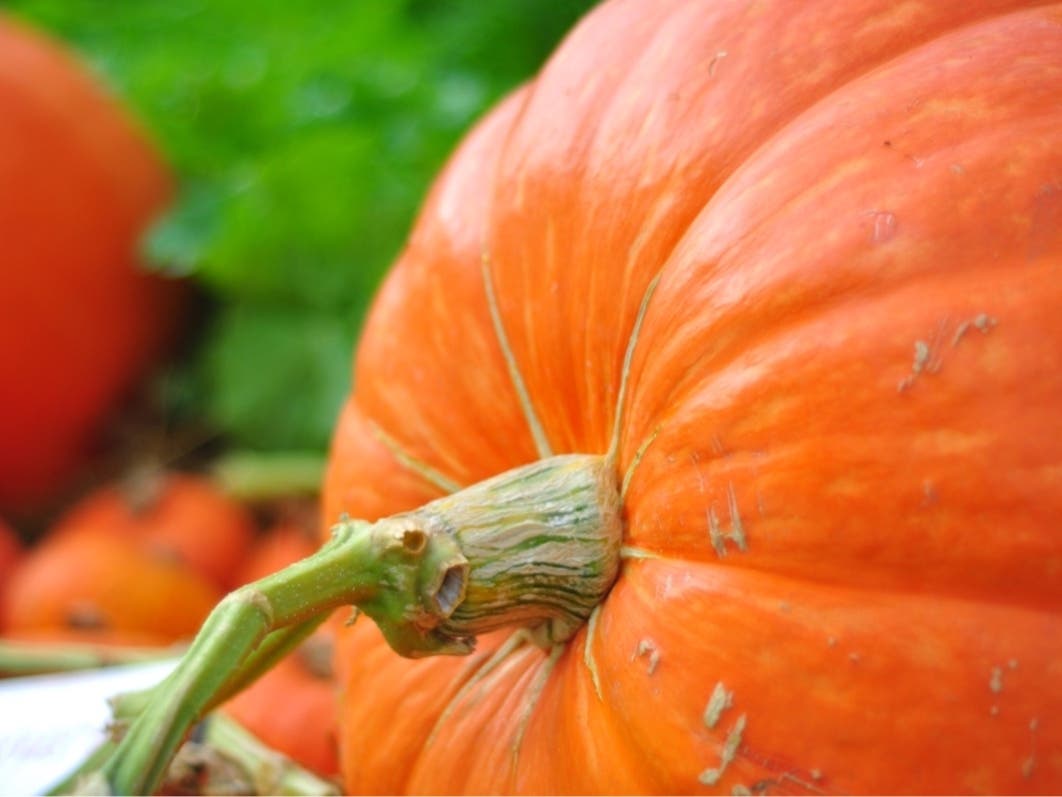 'Giant Pumpkin Carve' Celebrates 25th Year In Salem County West