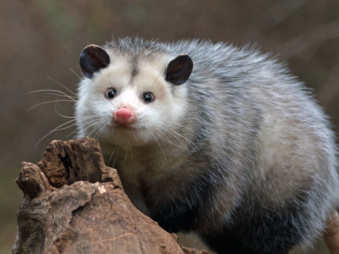Baby Possum On Tracks Prompts Splash Mountain Closure At Disneyland 