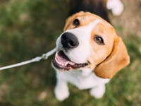 Woman Mauled By Dog At OC Shelter Awarded $450K In Lawsuit