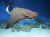 An uptick in stingray-related incidents ﻿has been reported in Orange and San Diego counties due to warm ocean waters and a low surf.