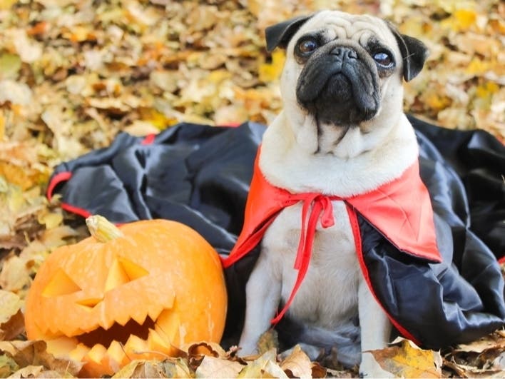 Special Halloween Event For Lake Forest Pets Saturday: What To Know
