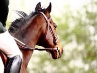 Runaway Horse Strikes, Injures 4 People On Mackinac Island: Report