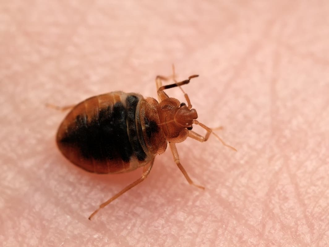 Second Metro Detroit Library Closes Temporarily Due To Bedbugs