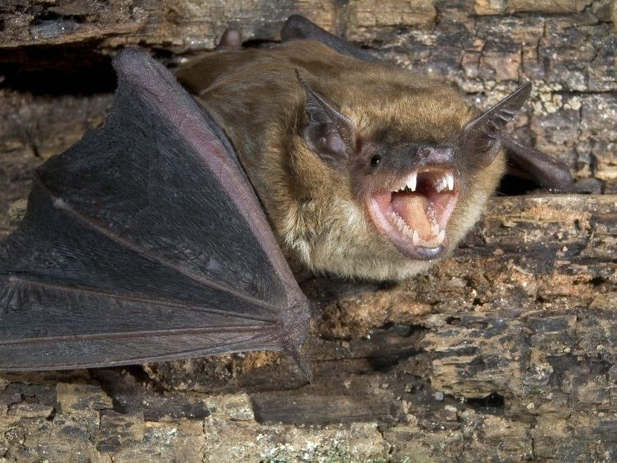 Rabies Cases Prompt Nationwide Health Advisory: What MI Residents Should Know