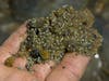 Shorebirds flock to feed on the thousands of eggs laid by the crabs.