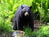 These creatures have been seen a lot in Avon this spring and they've done everything in the state this year from jumping on trampolines, biting dog walkers and breaking into homes.