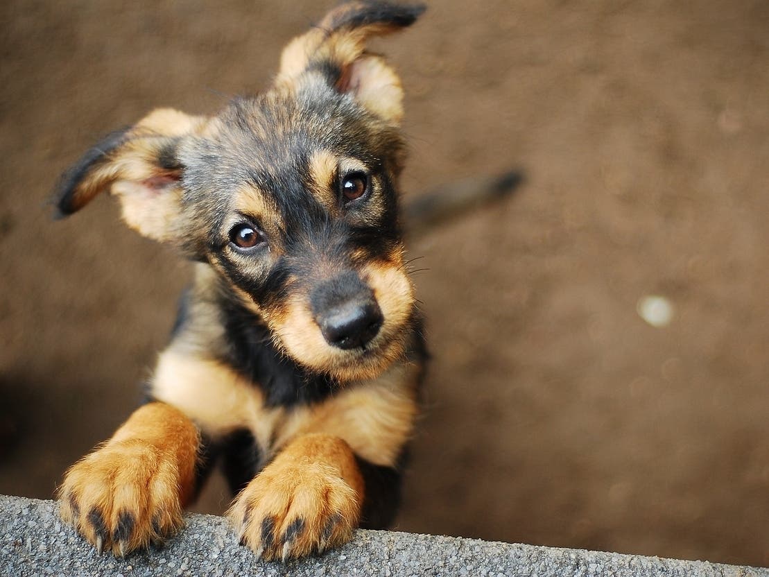 2026 Dog Licenses In Berlin, What You Need To Know