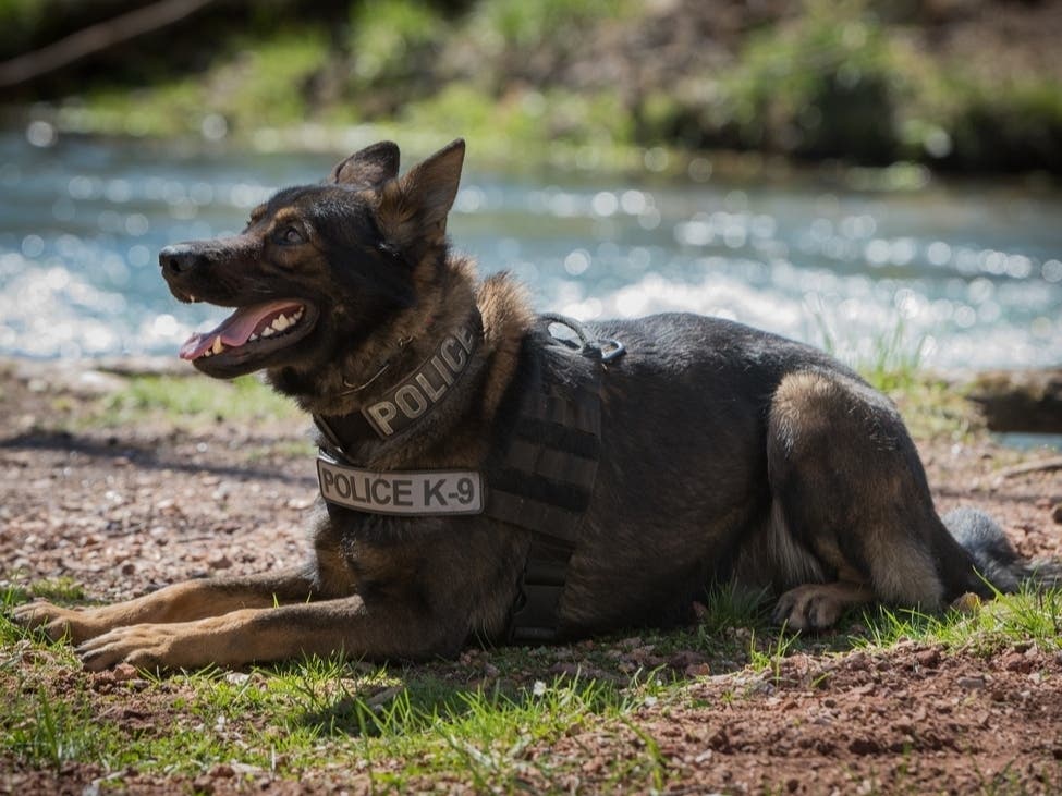 Berlin Police K9 Seriously Ill; Donations Sought For Medical Expenses ...