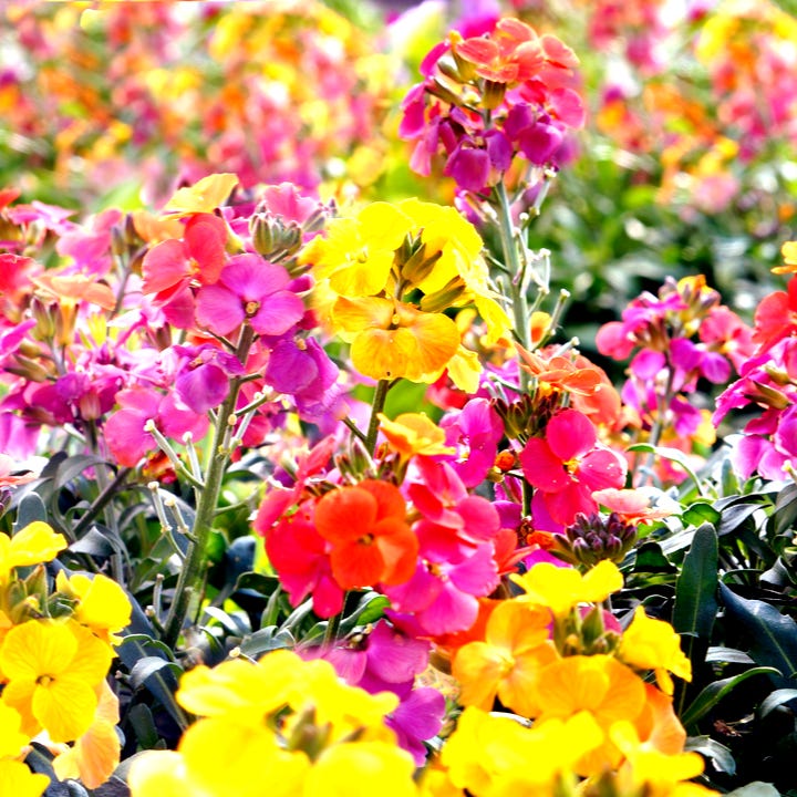 TN Nursery
