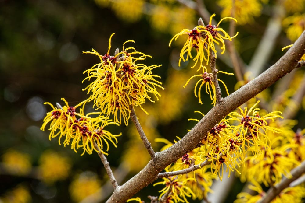 Year-Round Landscape Interest With Witch Hazel