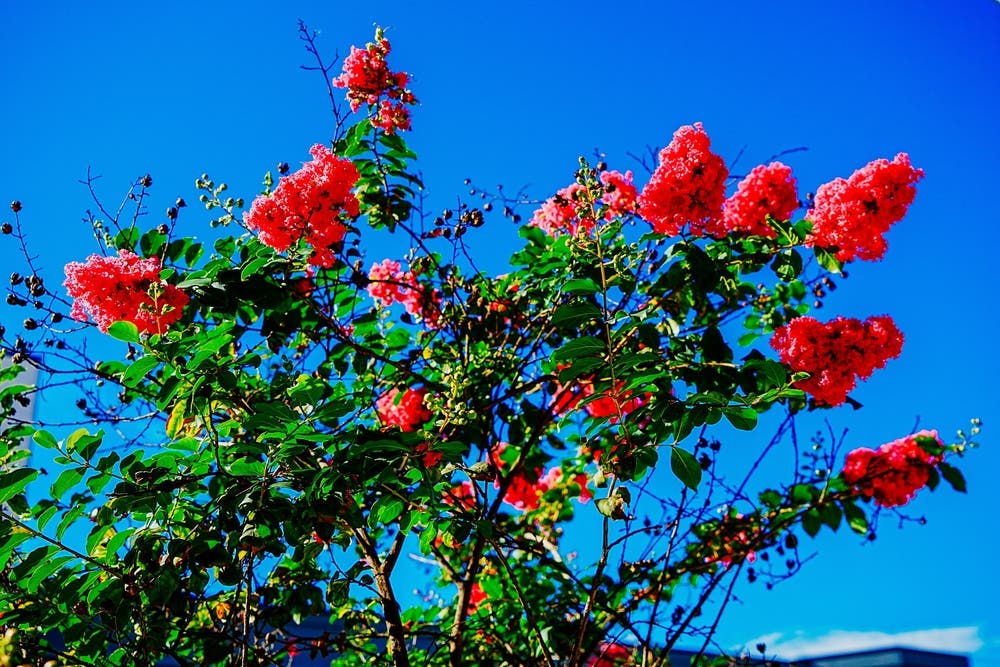Seasonal Rhythm and Landscape Cohesion With Red Crepe Myrtle