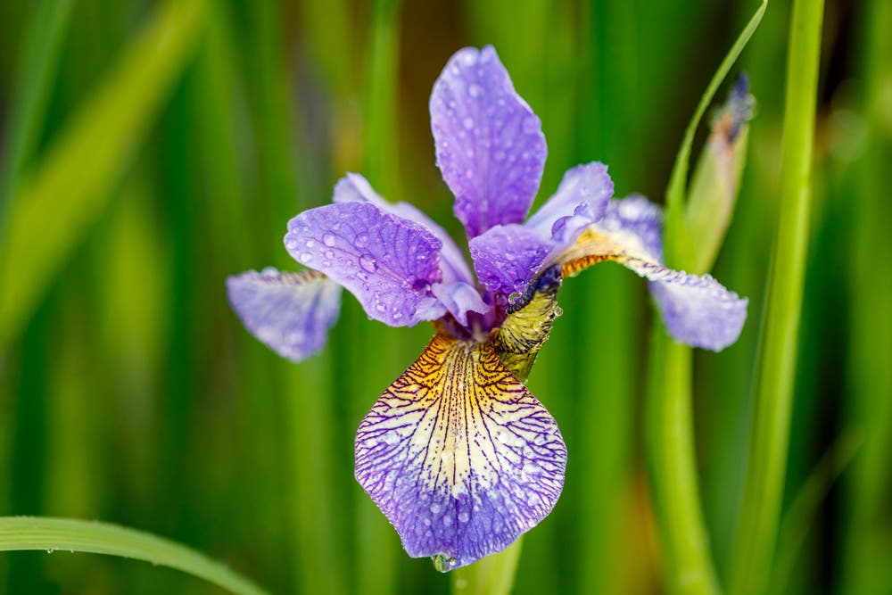 Long-Term Garden Structure and Reliability of Siberian Iris