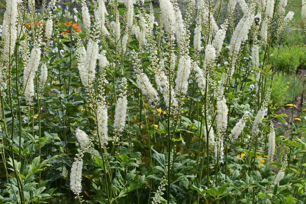 Seasonal Depth and Layering With Black Cohosh