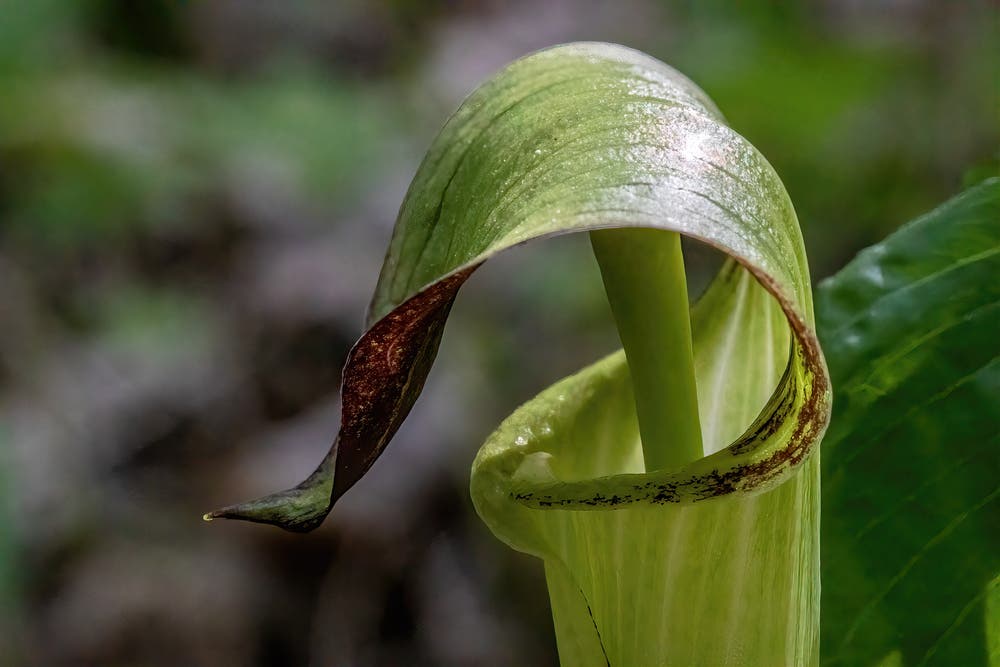 Woodland Biodiversity and the Ecological Role of Jack In The Pulpit