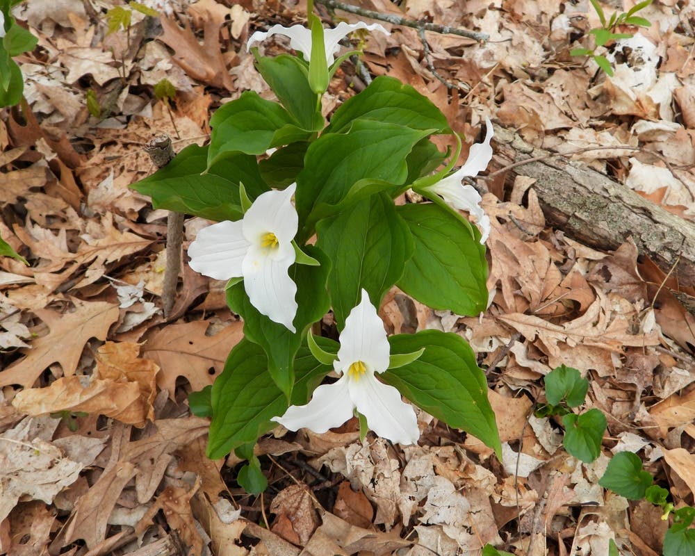 Long-Term Woodland Cohesion and Growth Habit of White Trillium