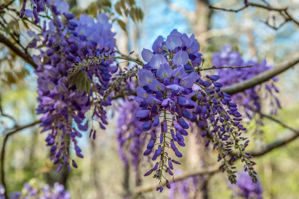 Long-Term Structure and Maintenance of Wisteria