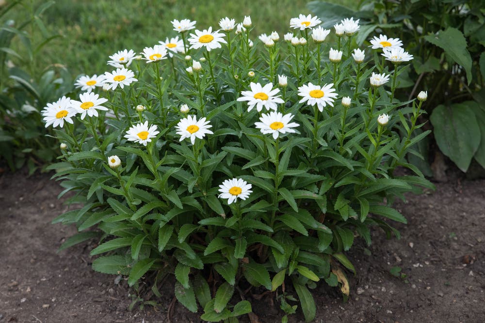 Seasonal Strength and Structural Clarity With Shasta Daisy