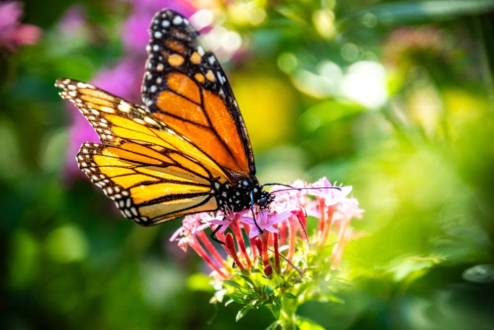 Long-Term Landscape Resilience and Expansion With Milkweed