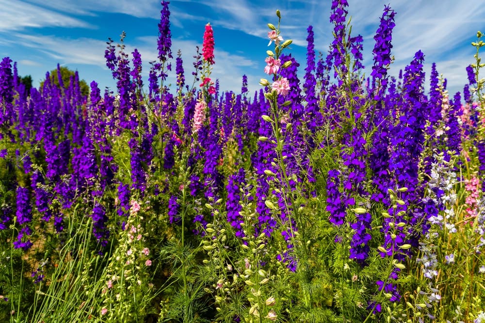 Seasonal Reliability and Garden Depth Through Larkspur