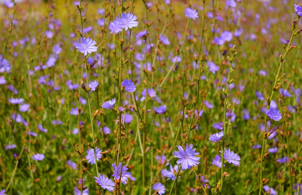 Drought Tolerance and Landscape Resilience of Chicory Plant