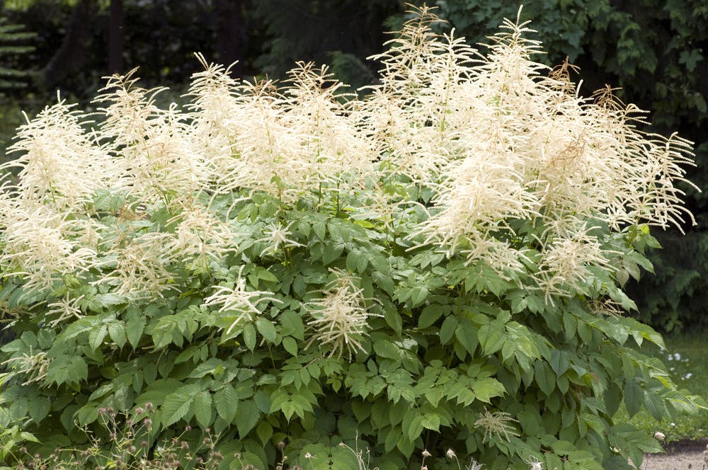 The Seasonal Rhythm and Woodland Elegance of Goats Beard Plant
