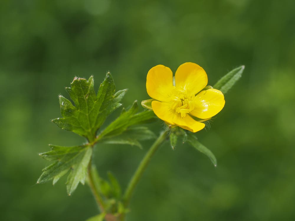 Early Pollinator Support and Seasonal Energy From Hairy Buttercup