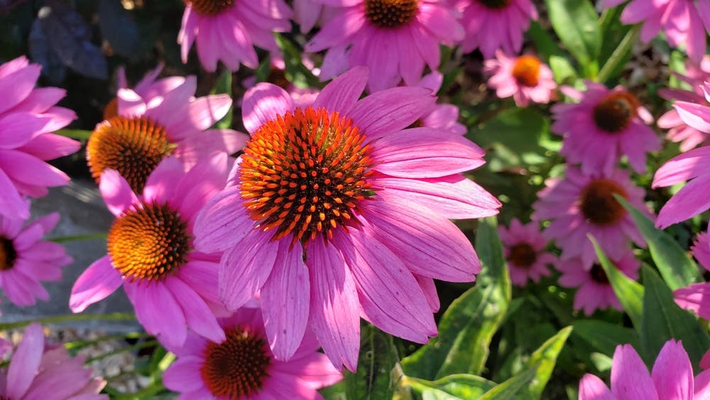 Long-Term Garden Stability and Resilience Through Purple Coneflower