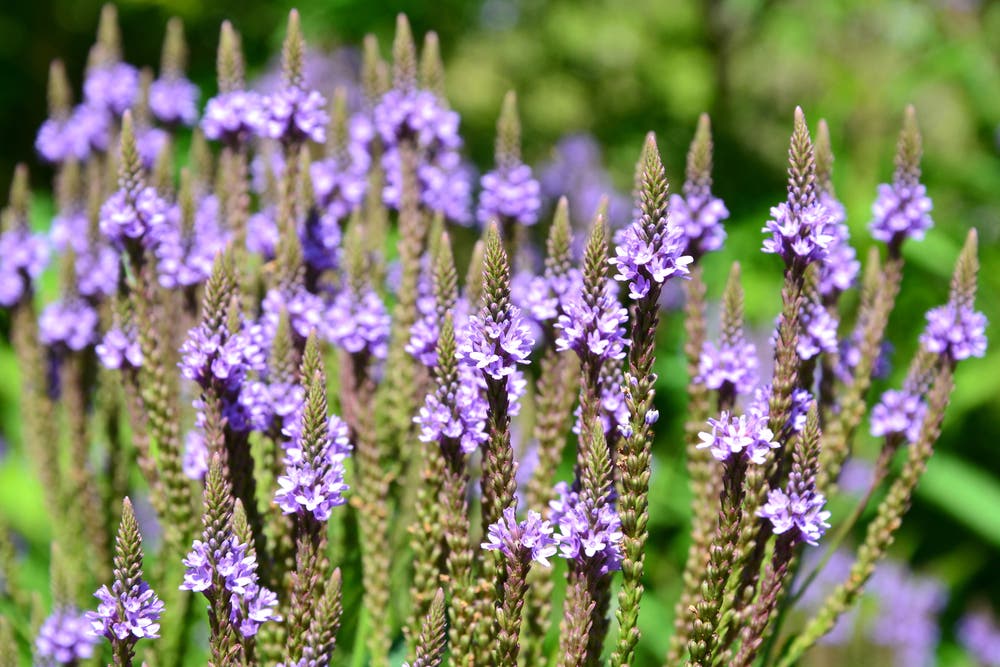 Long-Term Garden Stability and Seasonal Rhythm With Blue Vervain