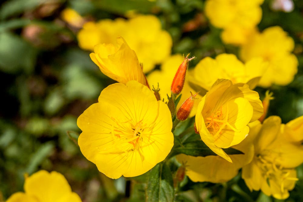 Pollinator Support and Meadow Balance Through Yellow Primrose