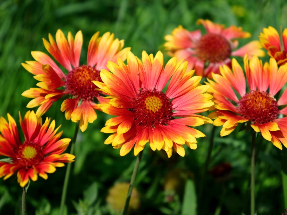 Long-Term Garden Strength and Pollinator Support Through Blanket Flower