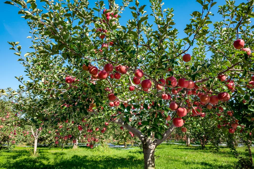 The Harvest Potential and Lasting Appeal of the Apple Tree
