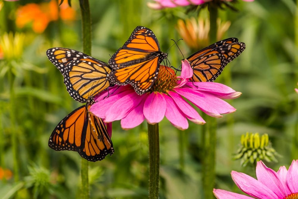 Growing Purple Coneflower for Decades of Garden Beauty