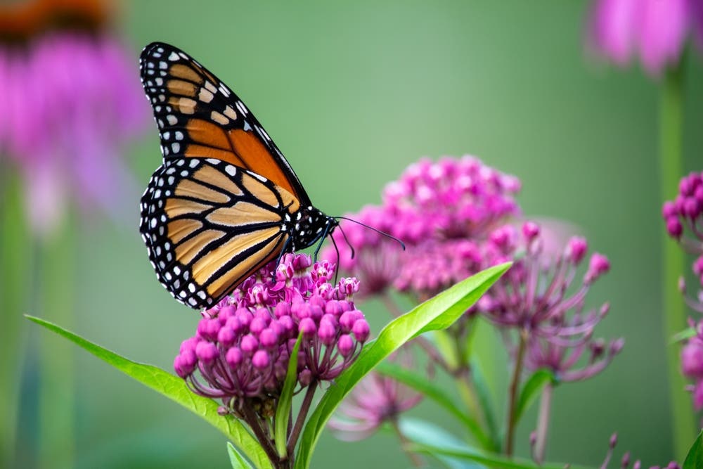 The Remarkable Seasonal Performance of Milkweed