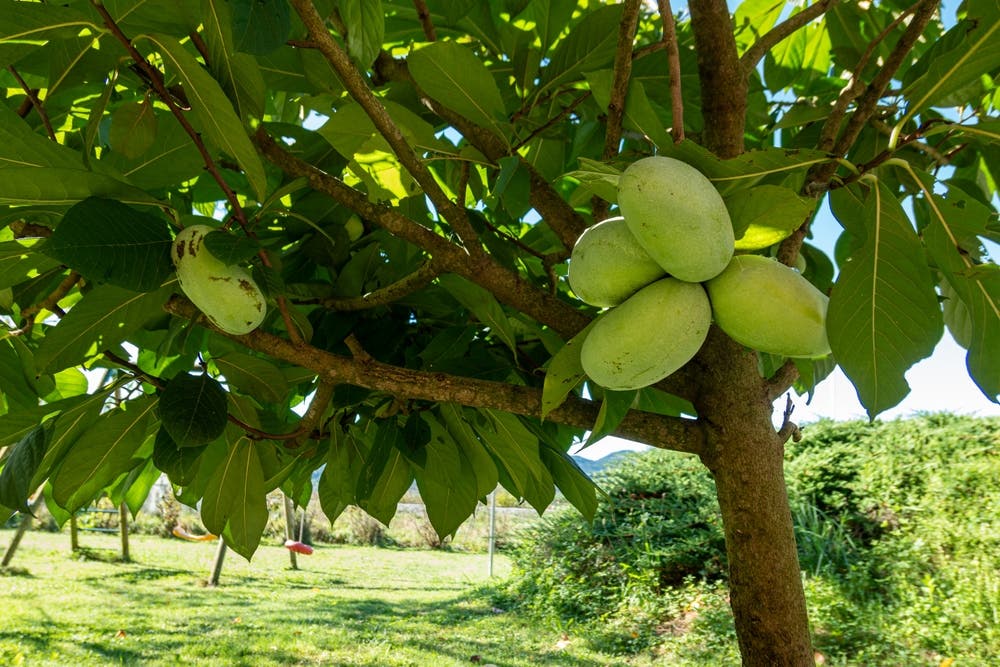 Why Pawpaw Trees Belong in Every Native Landscape