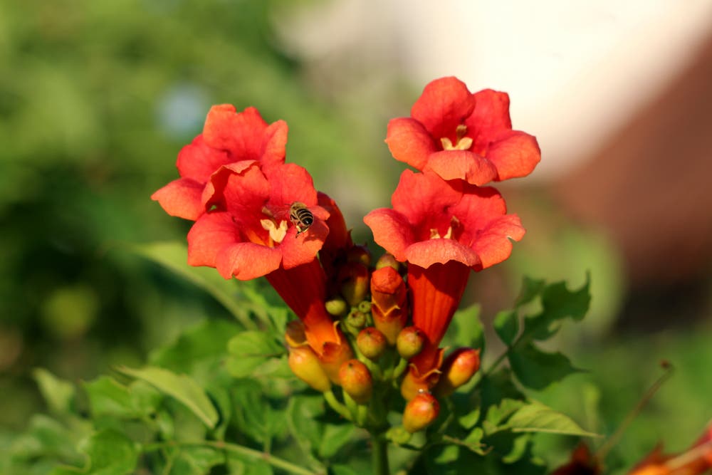 The Wildlife Benefits of the Trumpet Vine Plant
