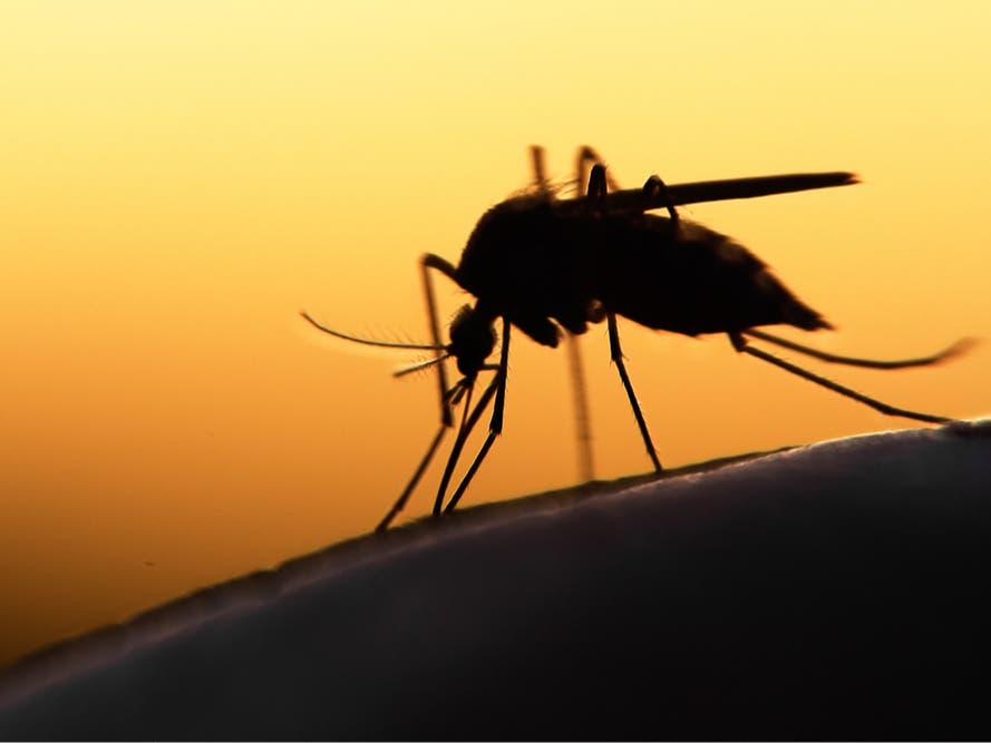 West Nile Positive Mosquitoes Discovered In Wilmette