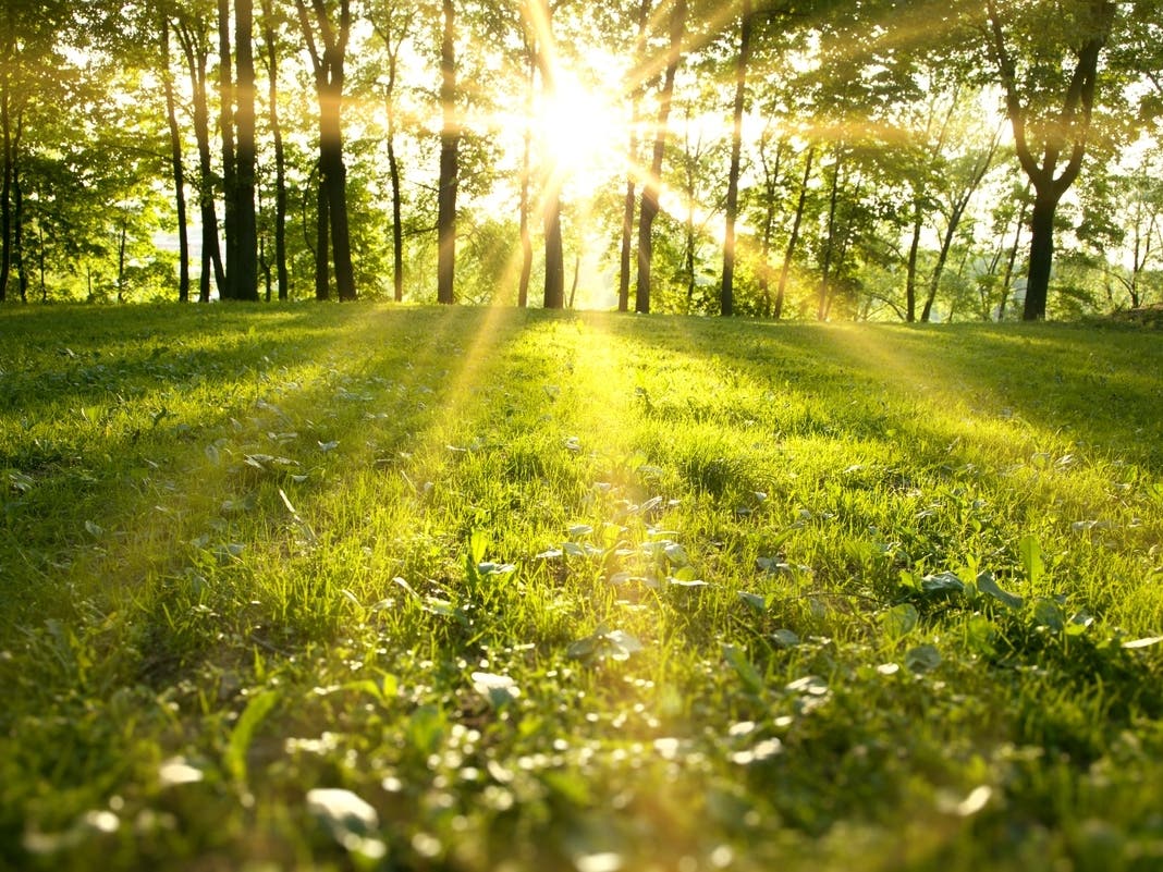 Utility Agency To Offer Coachella Valley Customers Free Shade Trees