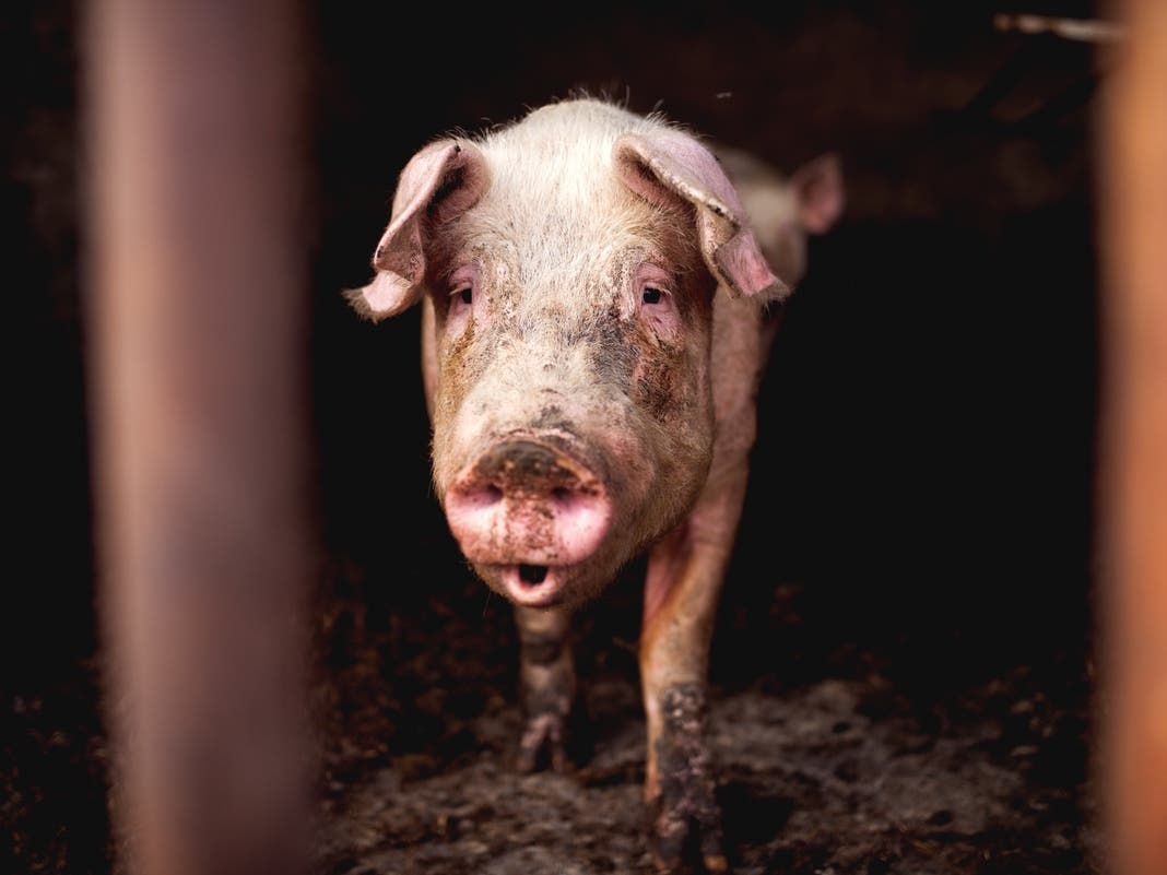 Where's Wilbur's Owner? Viral Runaway Pig Could Soon Go Up For Adoption