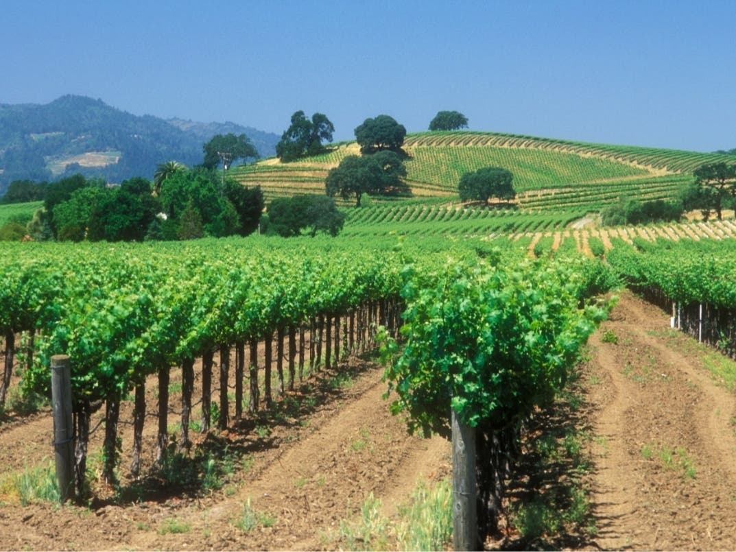 Start your Napa Valley staycation with locally roasted coffee, then explore wine country, museums and family-friendly attractions. End the day with live music or a show close to home.
