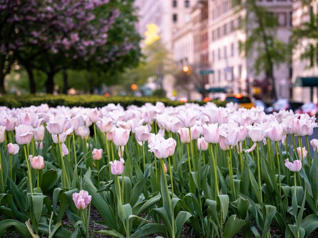 Park Avenue's Iconic Tulips Decapitated